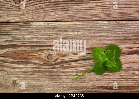 Clover à quatre Feuilles sur fond de bois vintage. Vue de dessus Banque D'Images