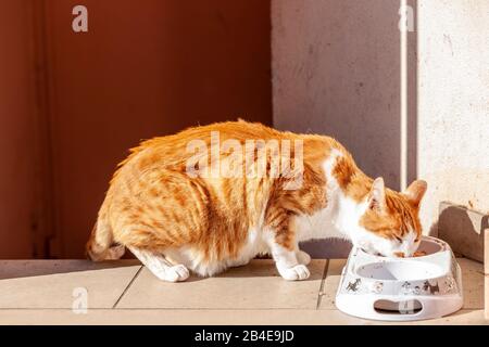 Le chat mange de la cuvette d'alimentation Banque D'Images