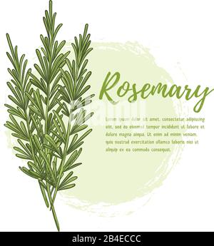 Herbes de romarin frais, nourriture naturelle et délicieuse Illustration de Vecteur