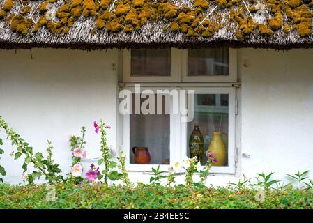 Allemagne, Mecklembourg-Poméranie occidentale, Ahrenshoop, fenêtre typique joliment décorée d'une vieille maison de pêcheurs en chaume sur la mer Baltique avec des hollyhocks dans la cour avant Banque D'Images