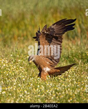 Black Kite (Milvus migrans), approche d'atterrissage, Castilla-la Mancha, Espagne Banque D'Images