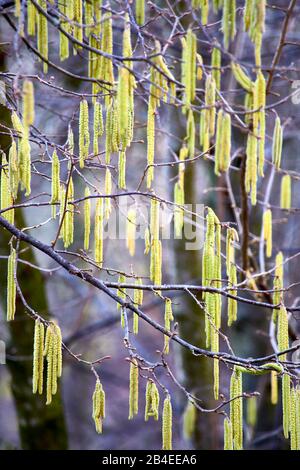 Chat d'Alder noir (Alnus glutinosa) au printemps, Banque D'Images