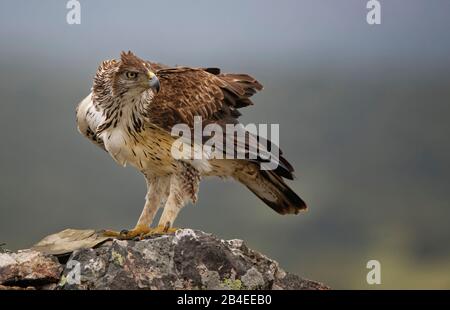 L'aigle de Bonelli (Aquila fasciata), Estrémadure, Espagne Banque D'Images