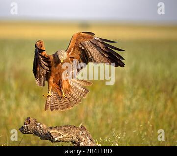 Cerf-volant noir (Milvus migrans) en vol, Castilla-la Mancha Espagne Banque D'Images