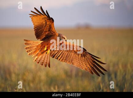 Cerf-volant noir (Milvus migrans) en vol, Castilla-la Mancha Espagne Banque D'Images