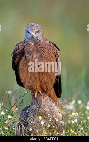 Cerf-volant noir (Milvus migrans) sur un arbre mort, Castilla-la Mancha, Espagne Banque D'Images