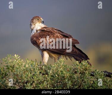 L'aigle de Bonelli (Aquila fasciata) sur un arbre, Extremadura, Espagne Banque D'Images