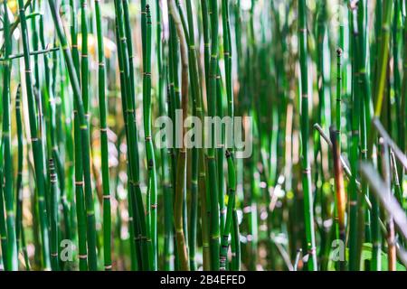 Bamboo grove dans les jardins chinois, Portland, Oregon Banque D'Images