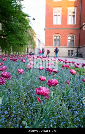 Tulipes en mai, cour, Université jagiellonian, Cracovie, Pologne Banque D'Images