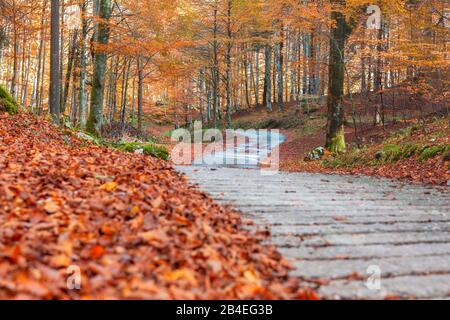 Route au coeur de la forêt de hêtre en automne, feuillage coloré dans la forêt de Cansiglio, Alpago, Belluno, Vénétie, Italie Banque D'Images