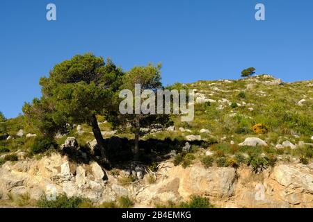 Paysage et falaises sur la péninsule de Llevant dans le Parc naturel de Llevant, Majorque, Iles Baléares, Espagne Banque D'Images