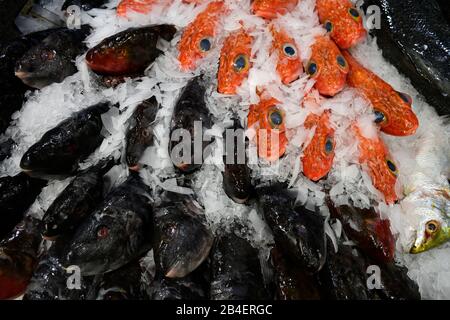 Les poissons et les perches perroquets se trouvent sur la glace sur le marché aux poissons, marché couvert, Mercado dos Lavradores, Funchal, Madère, Portugal Banque D'Images