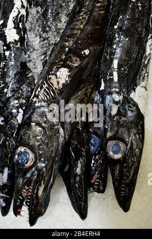 Espada, le poisson noir à épée (Aphanopus carbo) se trouve sur la glace sur le marché aux poissons, marché couvert, Mercado dos Lavradores, Funchal, Madère, Portugal Banque D'Images