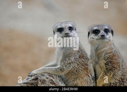 Deux méerkats (Suricata suricatta), juvéniles, captifs, Allemagne Banque D'Images