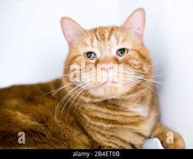 Un Chat De Shorthair Domestique Tabby Orange Avec Le Syndrome De Haw Ou La Troisieme Paupiere Couvre Une Partie De L Oeil Photo Stock Alamy