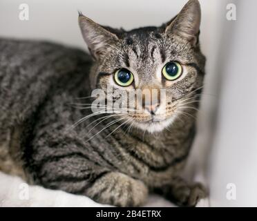 Un chat domestique de shorthair tabby nerveux avec de grands yeux et des élèves dilatés Banque D'Images