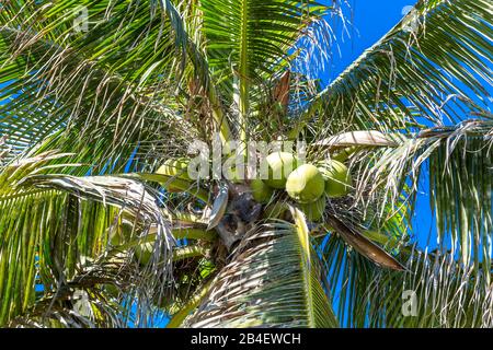 Palmier à noix de coco avec noix de coco, parc Lummus, Miami Beach, Comté de Miami-Dade, Floride, États-Unis, Amérique du Nord Banque D'Images