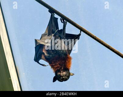 Un renard volant indien pendu sur une corde en acier au soleil avant le ciel bleu Banque D'Images