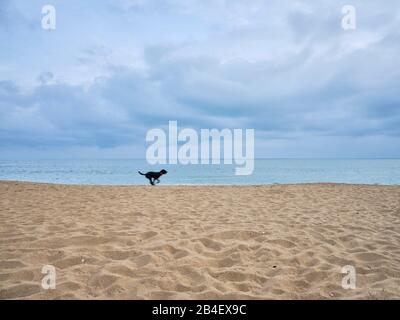 Ein rennender Hund am wolkenbehangenen und menschenleere Strand von la Baule-Escoublac dans la région der Pays de la Loire à Frankreich. Banque D'Images