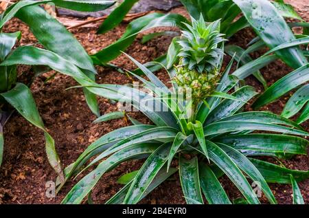 Plante avec ananas frais, fruits comestibles, espèce de plantes exotiques populaire d'Amérique du Sud Banque D'Images