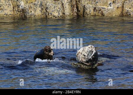 Phoques gris (Halichoerus grypus) sur roche submergée, île de mai Banque D'Images