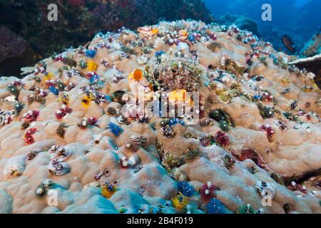 Grappe de Christmas-Tree-Spirobranchus giganteus, vers, Tufi, Mer Salomon, Papouasie Nouvelle Guinée Banque D'Images