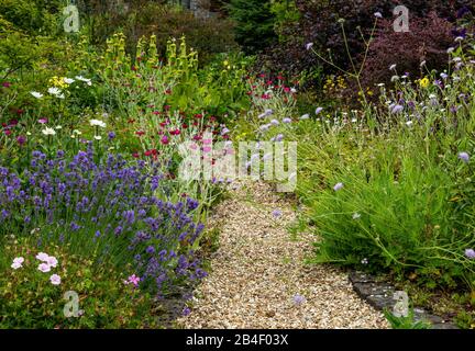 Un sentier de jardin de gravier entre des lits de fleurs mixtes. Banque D'Images