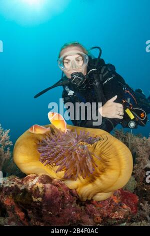 Plongeur et Anemonefishes, Amphiprion perideraion Rose, Tufi, Mer Salomon, Papouasie Nouvelle Guinée Banque D'Images