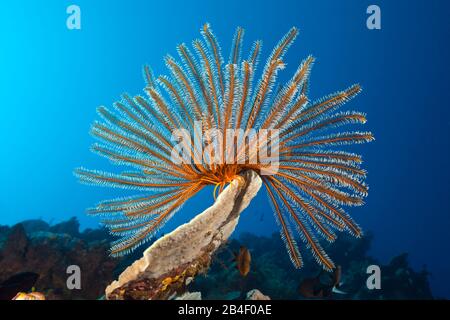 Plume touffue dans Star Coral Reef, Comaster, schlegeli Tufi, Mer Salomon, Papouasie Nouvelle Guinée Banque D'Images