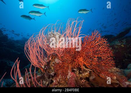 Corail fouet dans les récifs coralliens, Ellisella ceratophyta, Tufi, Mer Salomon, Papouasie Nouvelle Guinée Banque D'Images