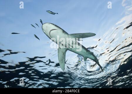 Requin océanique, Carcharhinus longimanus, Océan Atlantique, France Banque D'Images