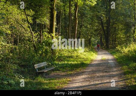 Sentier de randonnée à l'Isarauen, Freising, Upper Bavaria, Bavaria, Germany Banque D'Images