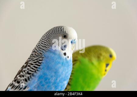 Perruches (Melopsittacus undulatus) Banque D'Images