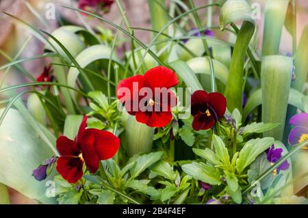 Pansies rouges dans un récipient de jardin à l'extérieur Banque D'Images