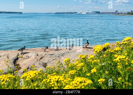 Helsinki, île Suomenlinna, archipel, tansy et Bernaches du Canada Banque D'Images