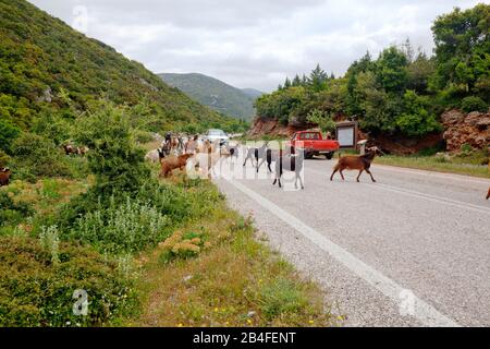 Le troupeau de chèvres traverse une route de campagne dans les montagnes Parnon sur le Péloponnèse, Arcadia, Grèce Banque D'Images