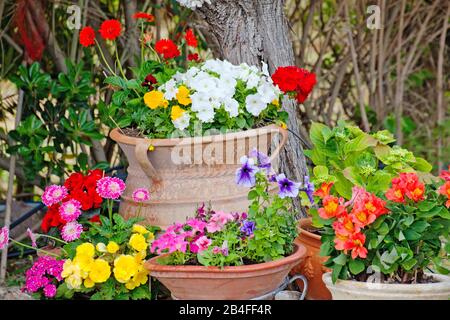 Fleurs luxuriantes dans des bains en terre cuite, Grèce Banque D'Images