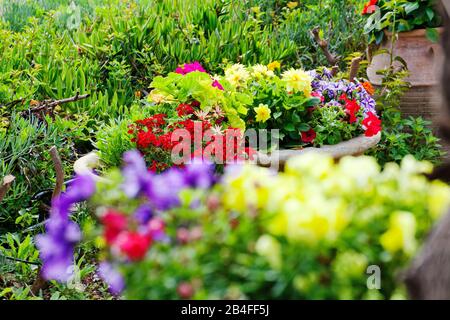 Fleurs luxuriantes dans des bains en terre cuite, Grèce Banque D'Images