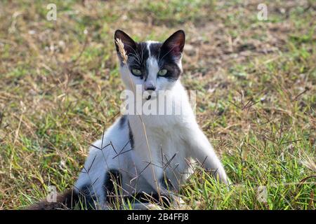 le chat jeune a l'air critique et attentif Banque D'Images