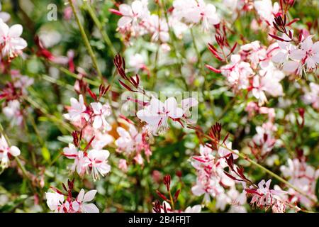 willowherb à feuilles étroites - Epilobium angustifolium. Banque D'Images