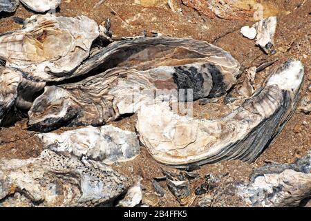 Ostréicoles fossilisées en grès, Grèce Banque D'Images