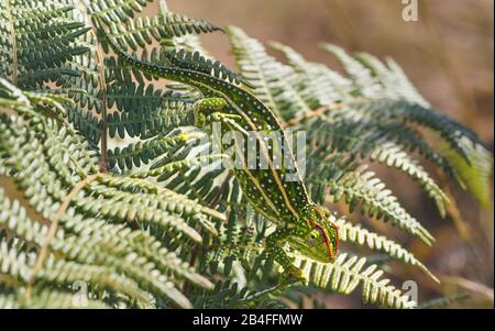 Le petit caméléon de Campan, orné de joyaux - Furcifer campani - marche sur des feuilles de fougères vertes éclairées par le soleil. La plupart des caméléons sont endémiques à Madagascar et peuvent être vus i Banque D'Images