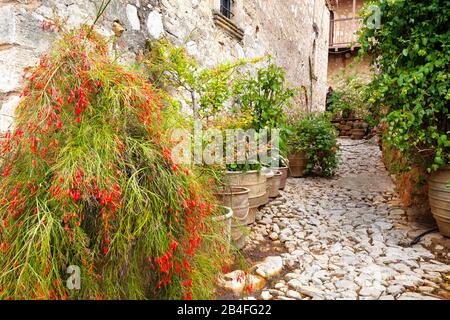 Fountainbush, Russelia equisetiformis, la flore méditerranéenne du Moni Agnountos Monastère, Péloponnèse, Grèce Banque D'Images