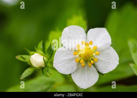 Fraise sauvage, blossom Banque D'Images