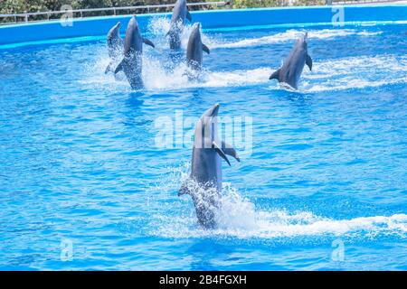 Spectacle des dauphins, océanographie, Cité des Arts et des Sciences, Valence, Comunidad Autonoma de Valencia, Espagne Banque D'Images