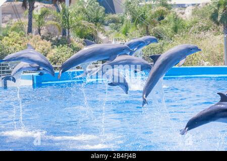 Spectacle des dauphins, océanographie, Cité des Arts et des Sciences, Valence, Comunidad Autonoma de Valencia, Espagne Banque D'Images