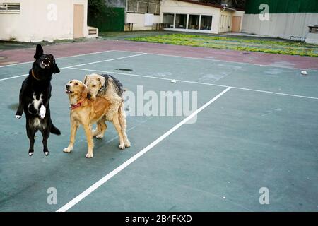 Les chiens jouant dans le parc Banque D'Images