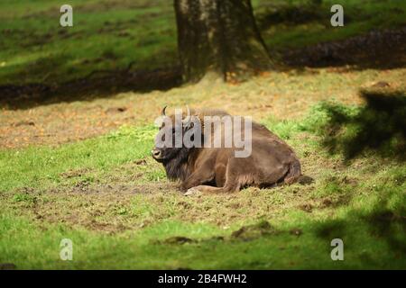 Bison, bonatus de bison, prairie, latéral, couché, forêt bavaroise Banque D'Images