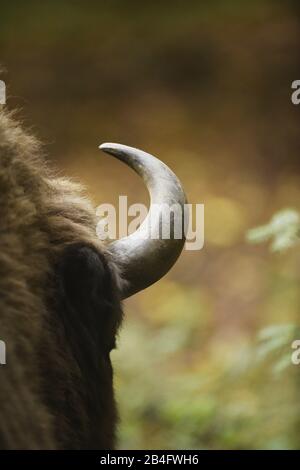 Bison, bonatus de bison, détail, corne, forêt bavaroise, prairie Banque D'Images