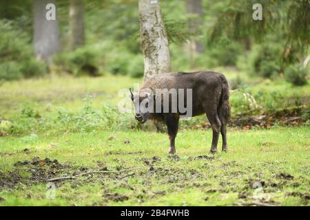 Bison, bonatus de bison, prairie, debout, forêt bavaroise, latéral Banque D'Images